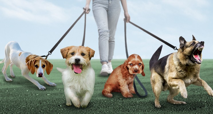 “Four dogs” – A metaphor about emotion regulation